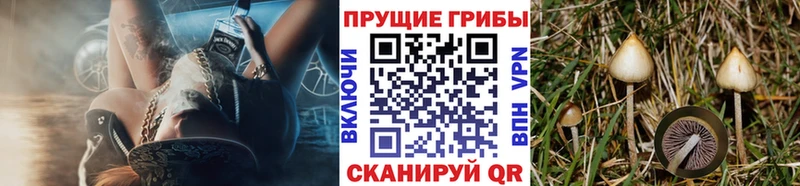 Псилоцибиновые грибы Psilocybe  наркошоп  Кимры 